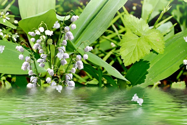 Lirio del valle — Foto de Stock