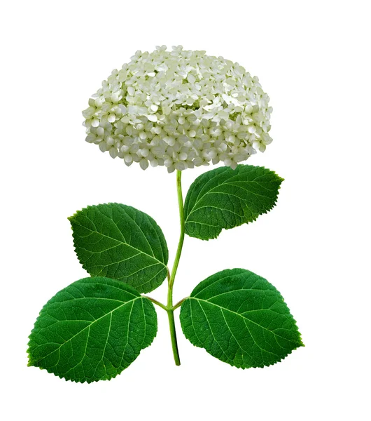 Hydrangea flower isolated on white background — Stock Photo, Image