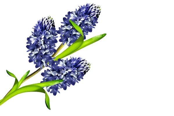 Hyacinth flower isolated on white background — Stock Photo, Image