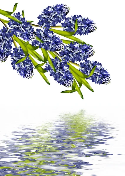 Flor de jacinto aislado sobre fondo blanco —  Fotos de Stock