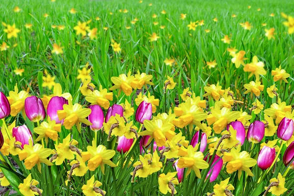 Spring flowers daffodils and tulips — Stock Photo, Image