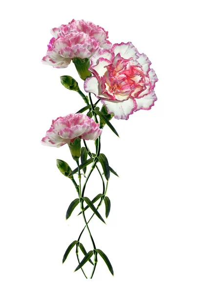 在白色背景上隔离的康乃馨花 — 图库照片