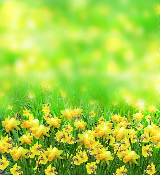 Sommerlandschaft. Blumen Narzissen — Stockfoto