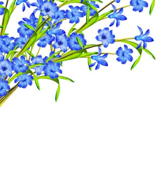 Beyaz arkaplanda izole edilmiş sümbül çiçeği