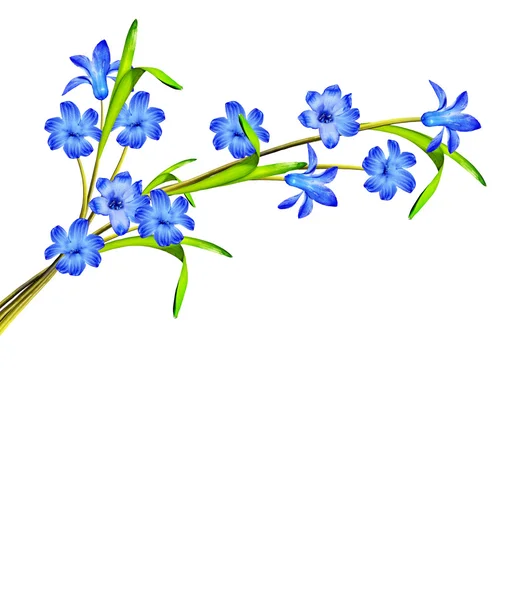 Flor de jacinto aislado sobre fondo blanco — Foto de Stock