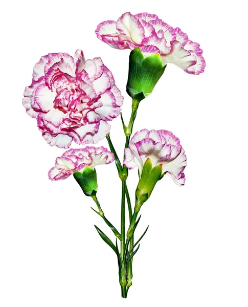 Flores de clavel aisladas sobre fondo blanco — Foto de Stock