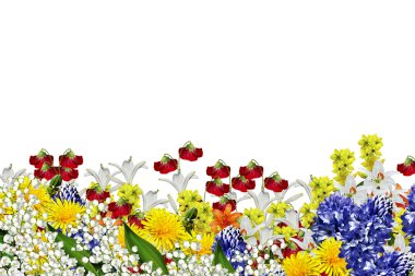 Beyaz arkaplanda izole çiçekler