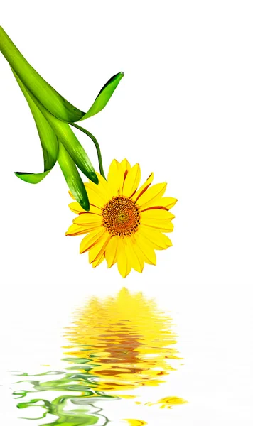 Daisy flower isolated on white background — Stock Photo, Image