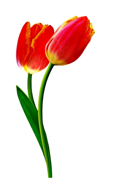 Spring flowers tulips isolated on white background — Stock Photo, Image