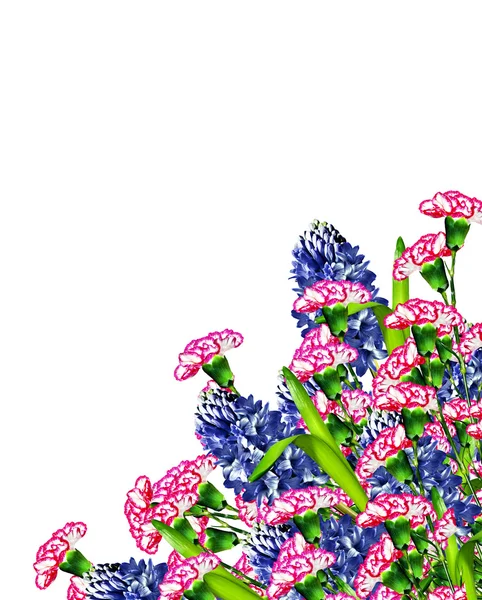 Jacinto y flores de clavel aisladas sobre fondo blanco —  Fotos de Stock