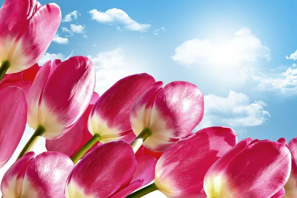 Bahar bulutlar ile mavi gökyüzü arka plan üzerinde çiçekler — Stok fotoğraf