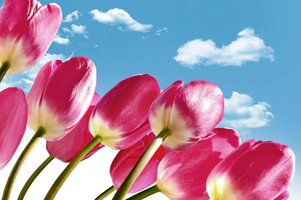 Vårblommor tulpaner på bakgrund av blå himmel med moln — Stockfoto