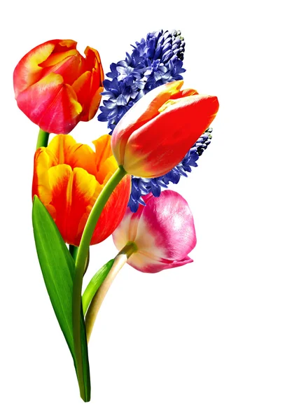 Lente bloemen tulpen en hyacinten geïsoleerd op witte achtergrond — Stockfoto