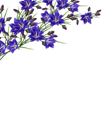 Beyaz arka plan üzerinde izole mavi çiçekler çan çiçeği