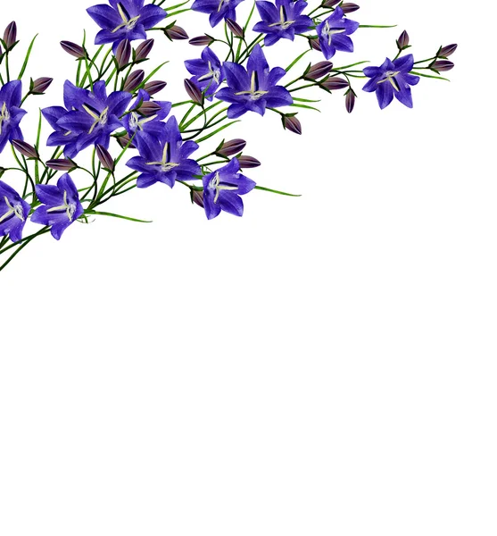 Blå blommor campanula isolerad på vit bakgrund — Stockfoto