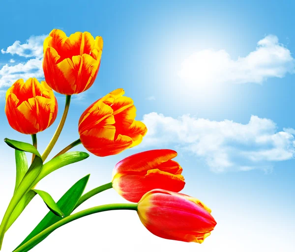Flores de primavera tulipanes en el fondo del cielo azul con nubes — Foto de Stock