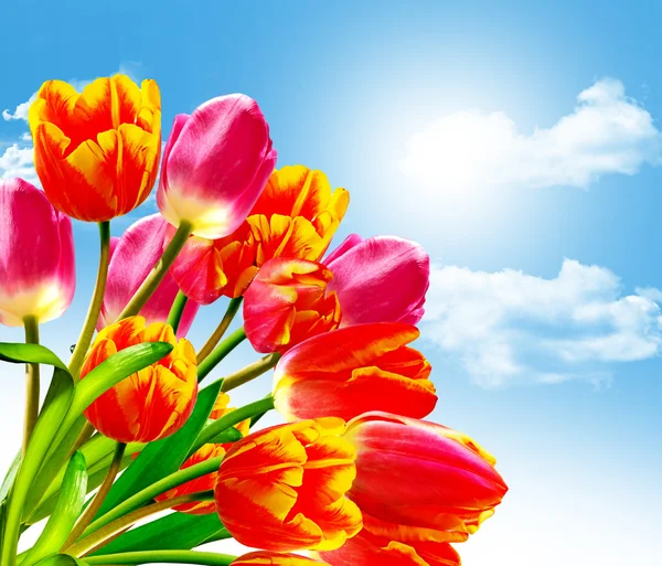 Printemps fleurs tulipes sur le fond du ciel bleu avec des nuages — Photo