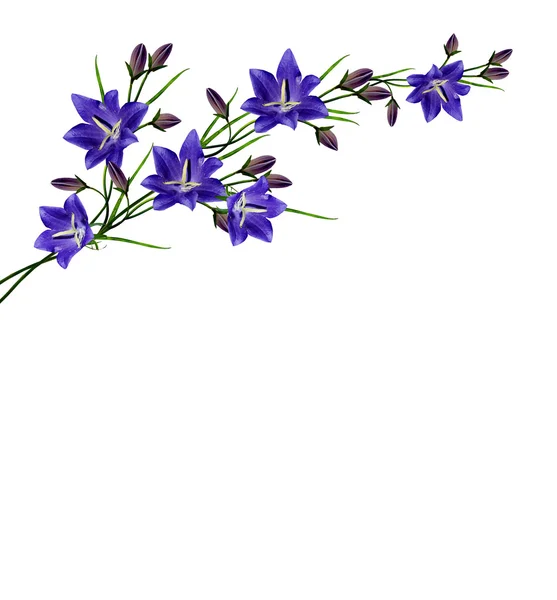 Flores azules campanula aisladas sobre fondo blanco — Foto de Stock
