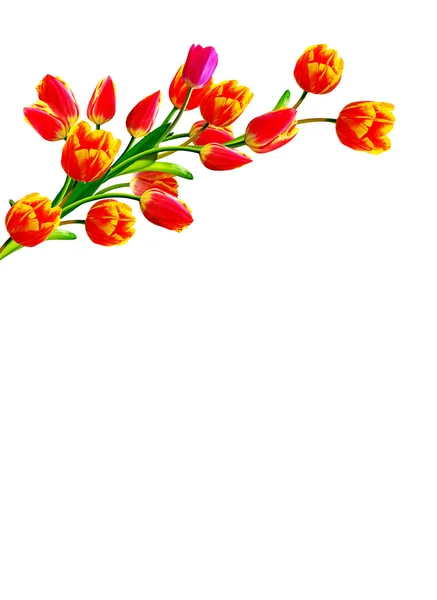 Jarní květiny tulipány izolované na bílém pozadí — Stock fotografie