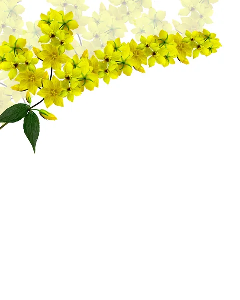 Fleurs sauvages jaunes isolées sur un fond blanc — Photo