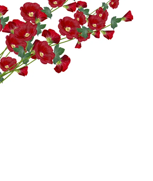 Mallow flowers isolated on white background — Stock Photo, Image