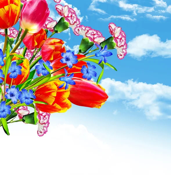 Flowers on a background of blue sky with clouds — Stock Photo, Image