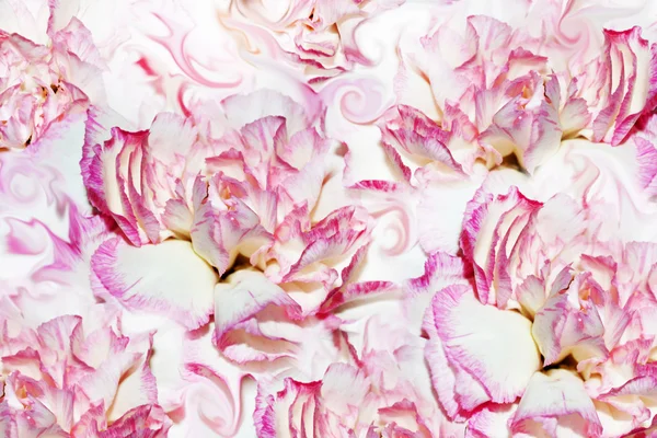 Abstrakter Hintergrund der Blumen Nelke — Stockfoto