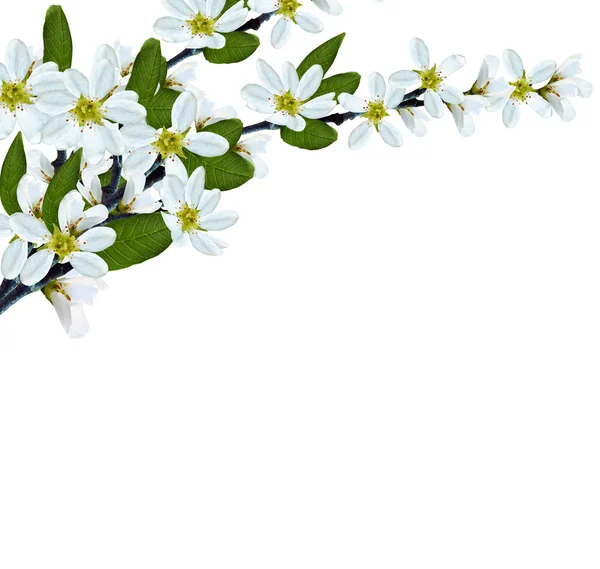 Tak en bloesem van gewone vogelkers (Prunus padus). wit. — Stockfoto