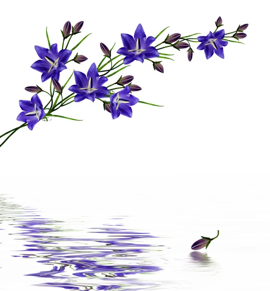 Blue flowers campanula isolated on white background Royalty Free Stock Photos