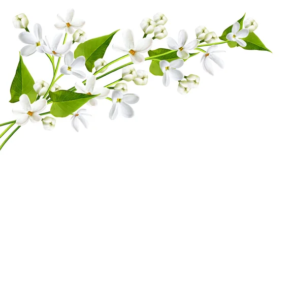 Branche de fleurs lilas isolées sur fond blanc — Photo