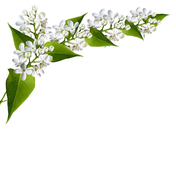 Tak van lila bloemen geïsoleerd op witte achtergrond — Stockfoto