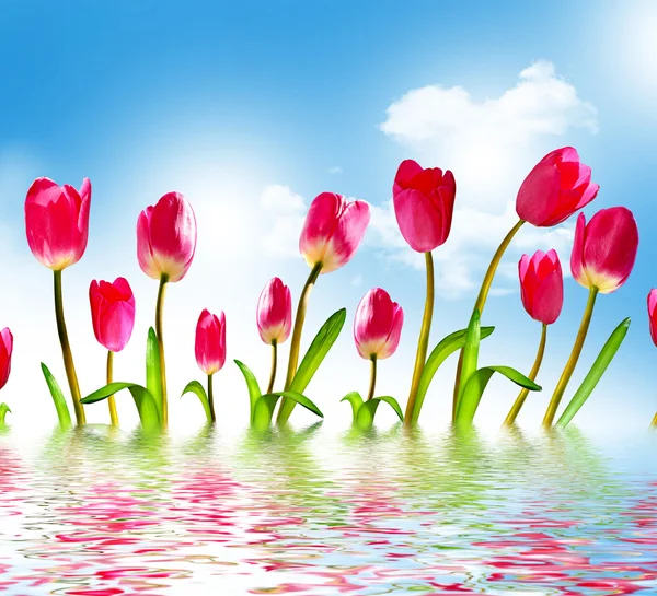 Lente bloemen tulpen op de achtergrond van de blauwe hemel met wolken — Stockfoto