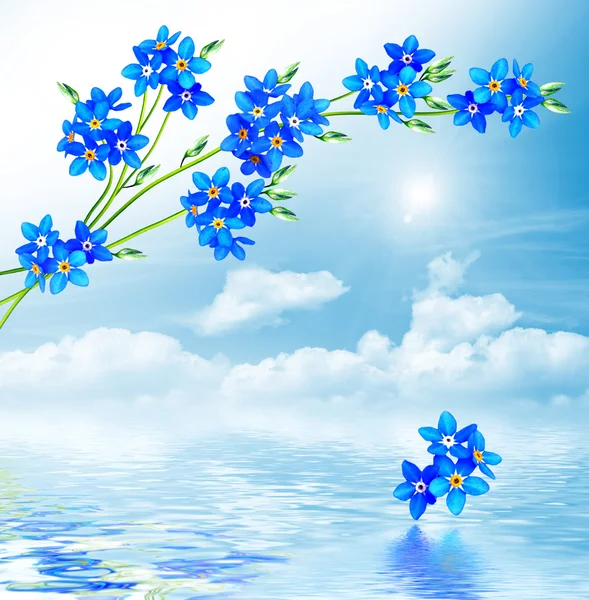 Vergissmeinnicht Blumen vor blauem Himmel mit Wolken — Stockfoto