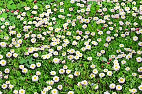 Sommerlandschaft. Gänseblümchen — Stockfoto