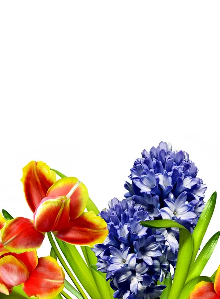 Lente bloemen tulpen en hyacinten geïsoleerd op witte achtergrond — Stockfoto