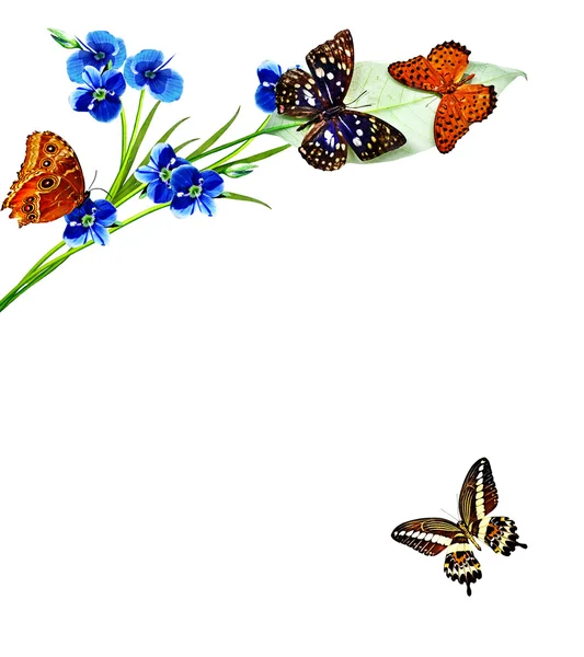 Fleurs et papillons isolés sur un fond blanc — Photo