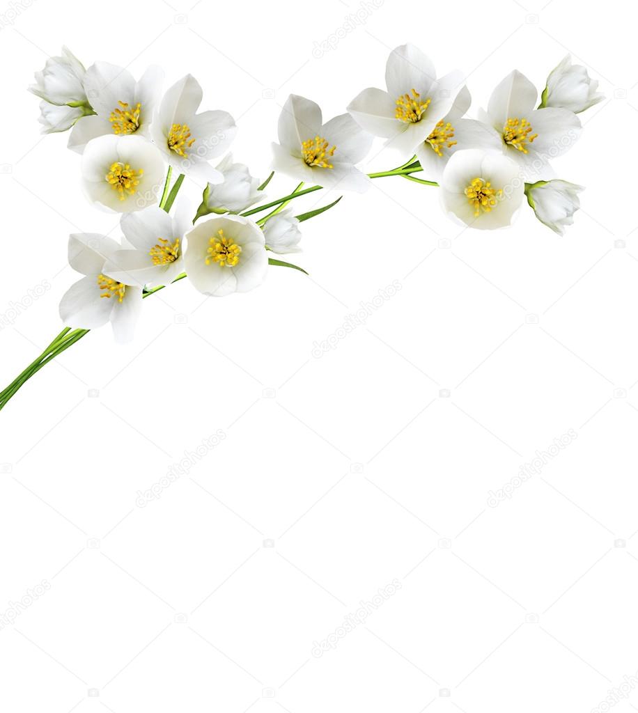 Branch of jasmine flowers isolated on white background