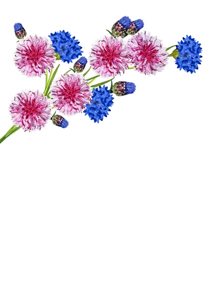 Flowers cornflowers isolated on white background — Stock Photo, Image