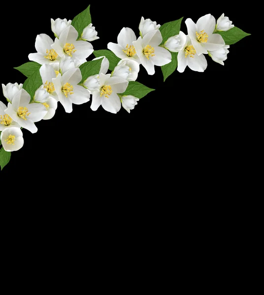 Tak van jasmijn bloemen geïsoleerd op een zwarte achtergrond — Stockfoto