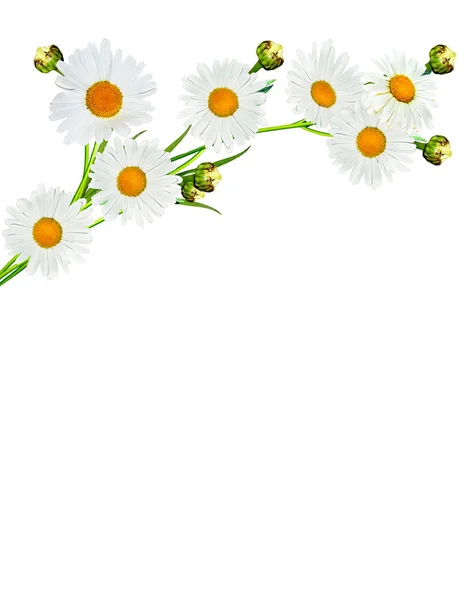 Daisies summer white flower isolated on white background — Stock Photo, Image