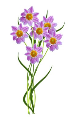 Yıldız çiçeği beyaz arkaplanda izole edilmiş