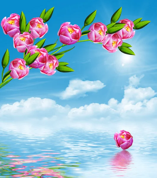 Spring flowers tulips on the background of blue sky with clouds — Stock Photo, Image