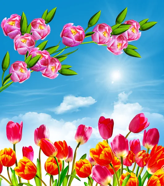 Spring flowers tulips on the background of blue sky with clouds — Stock Photo, Image