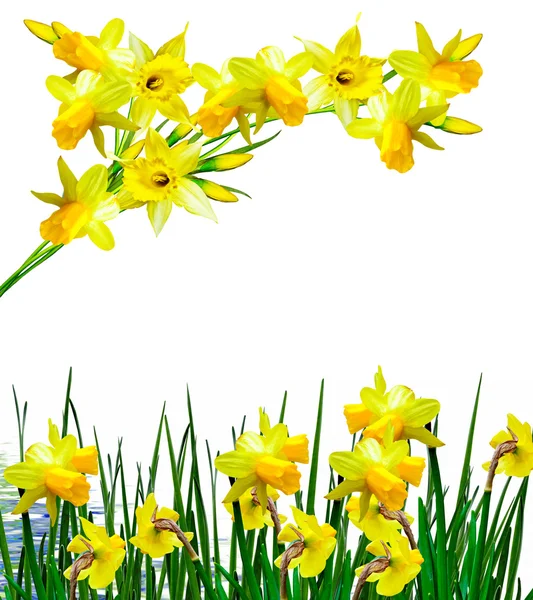 Flowers narcissus — Stock Photo, Image