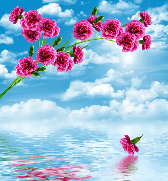 Gren nejlikor blommor på en bakgrund av blå himmel med moln — Stockfoto