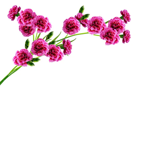 Carnation flowers isolated on white background — Stock Photo, Image