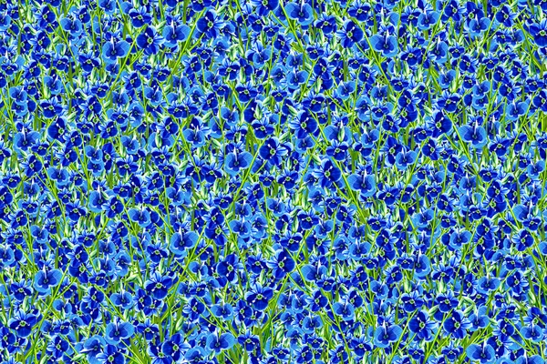 Abstrait fond floral fleur forget-me — Photo