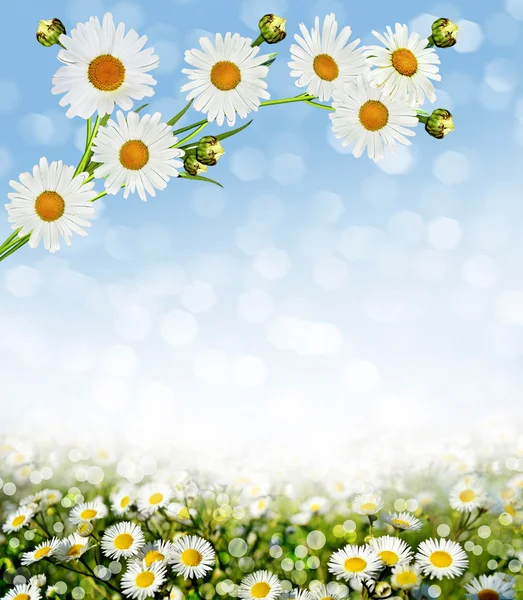 Chamomile field. summer landscape — Stock Photo, Image