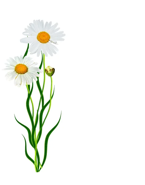 Sedmikrásky léto bílá květina izolované na bílém pozadí — Stock fotografie