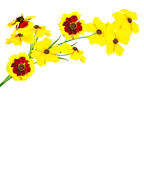 Квіти чорнобривців ізольовані на білому тлі — стокове фото